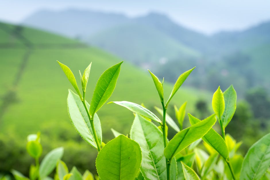  Grüner Tee optimal aufgießen