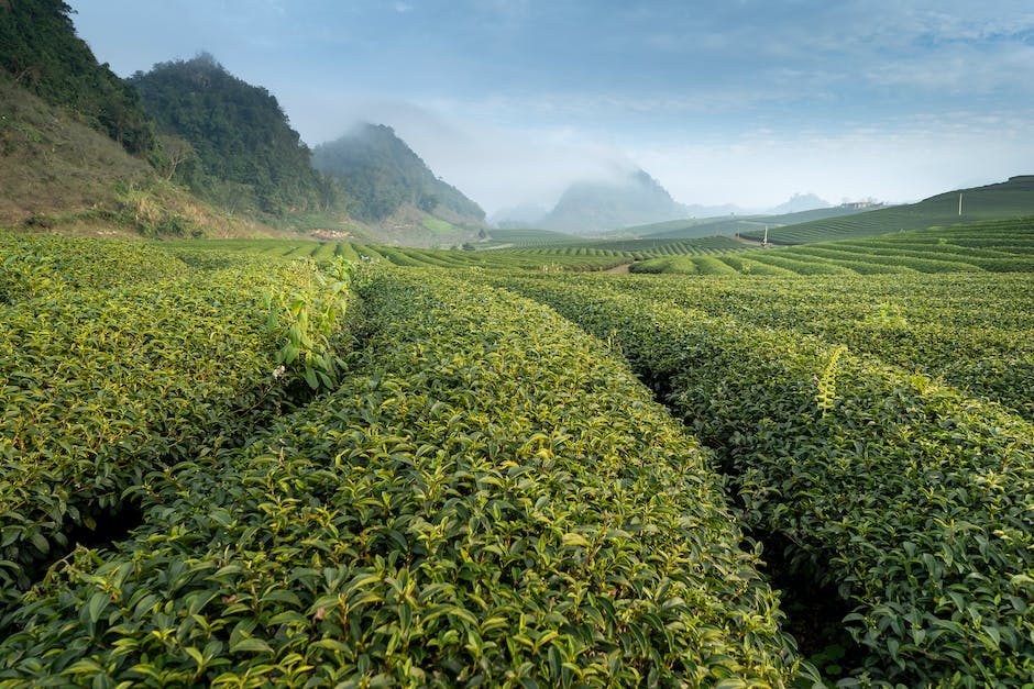 Grüner Tee Inhaltsstoffe