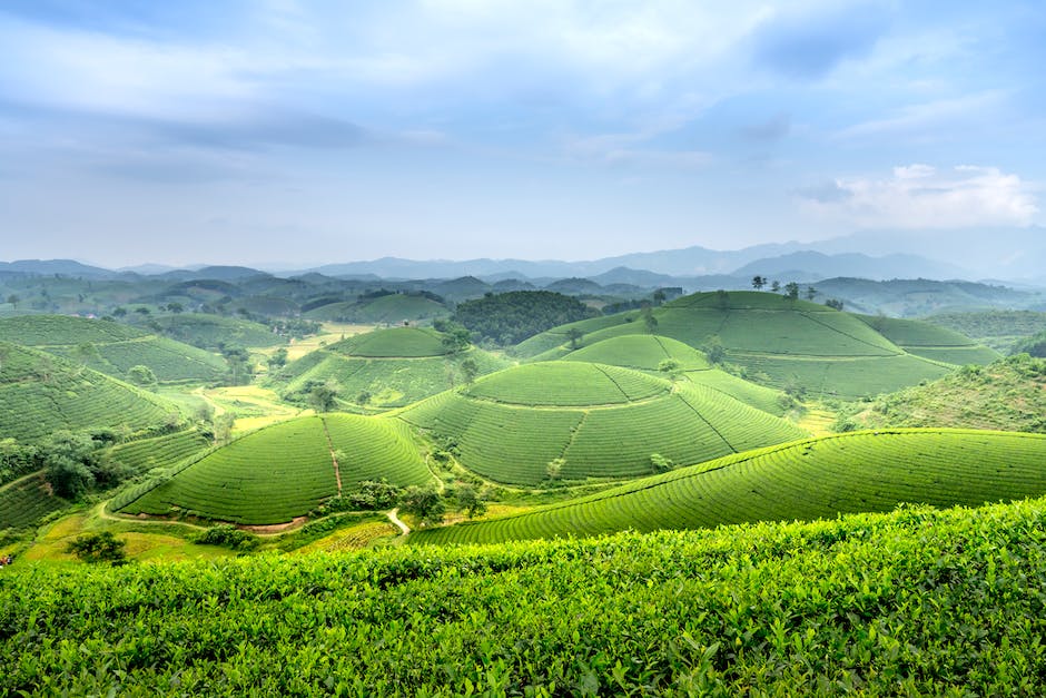  Koffeingehalt von Grüntee